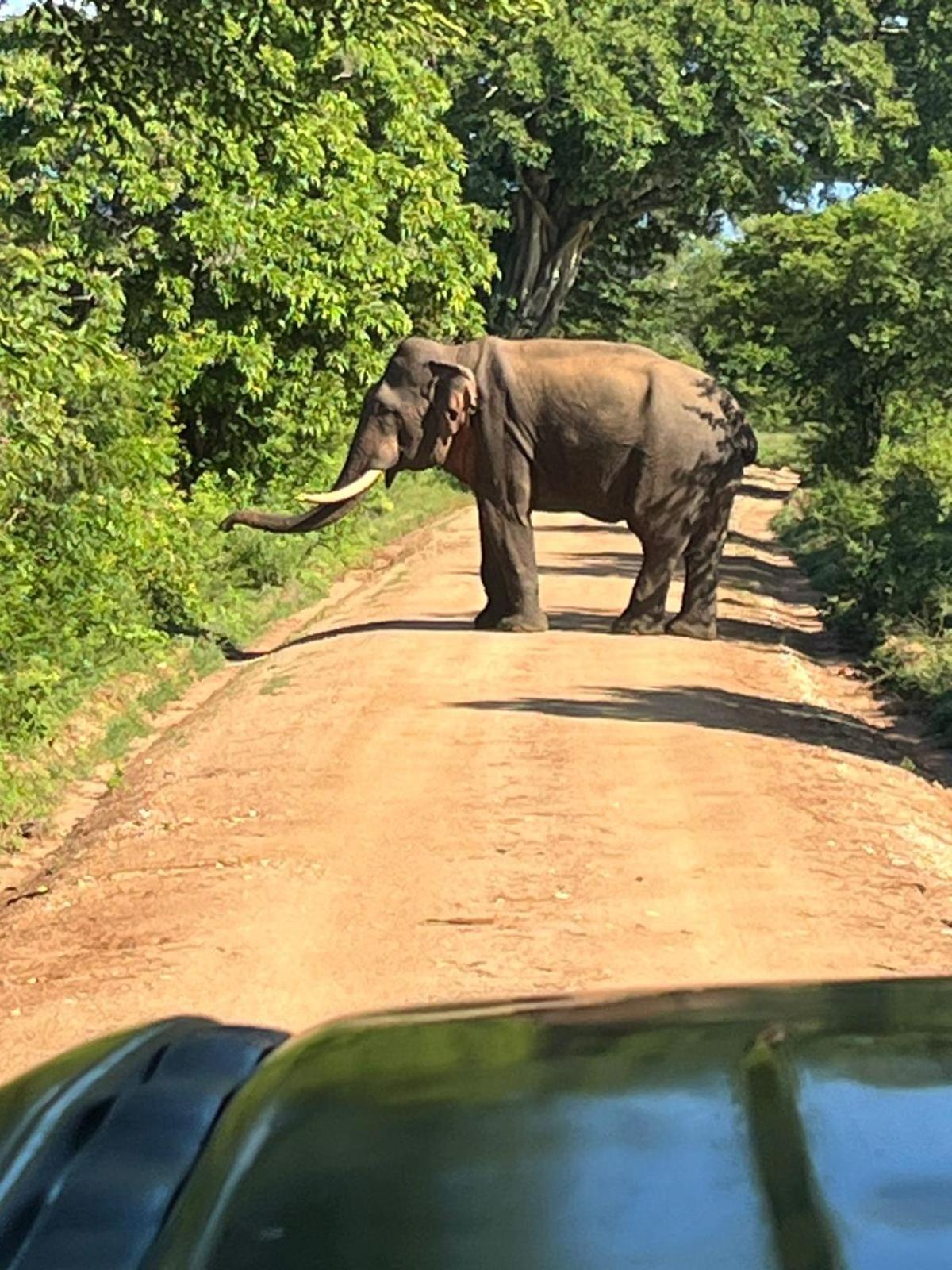 Masiya Safari Service Udawalawe 호텔 외부 사진